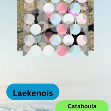 Bow-wow Trivia Challenge 14 # shorts