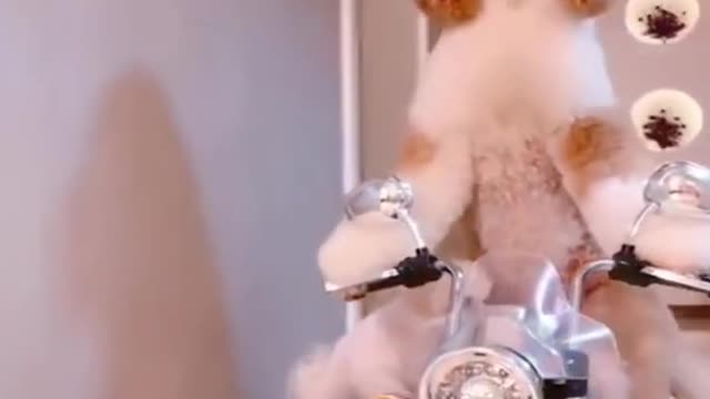 Dog & Cat funny video 🤣🤣