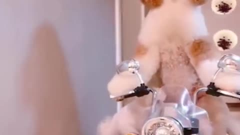 Dog & Cat funny video 🤣🤣