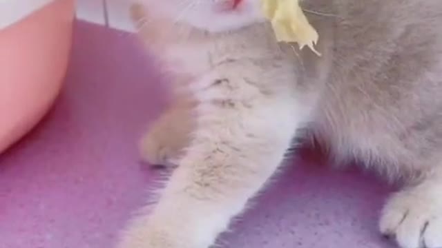 Try not to laugh at this cute cat