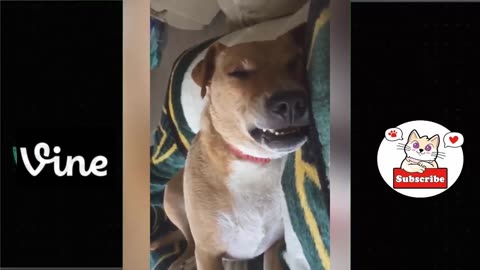 Best Funny Animal Videos Of The 2023 🤣 1