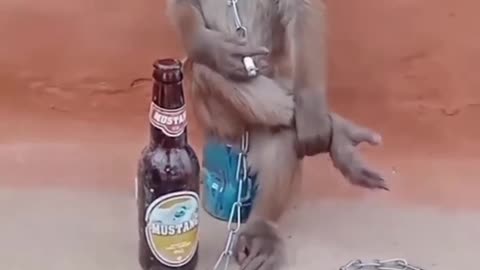 #funny monkey#