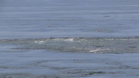 Old Sow Whirlpool, largest maelstrom in the Americas - Deer Island, New Brunswick, Canada