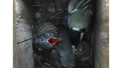 Beautiful Bird And Animal 4K HD Adorable Photography By Nature.