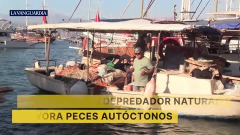 Así son las pirañas del Mediterráneo: el invasivo pez globo tóxico que se come la pesca