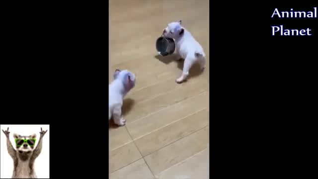 Funny animal videos