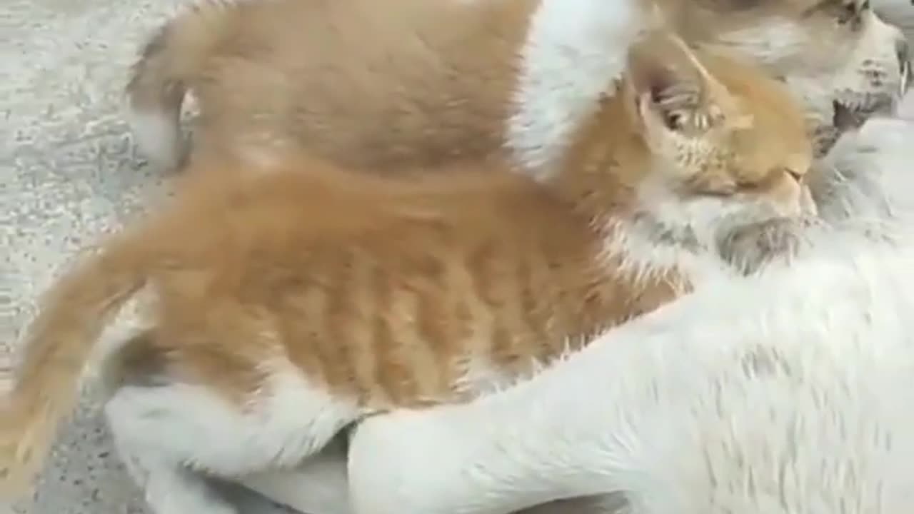 Waaao ! Mother Dog is Feeding a Kitten 😸