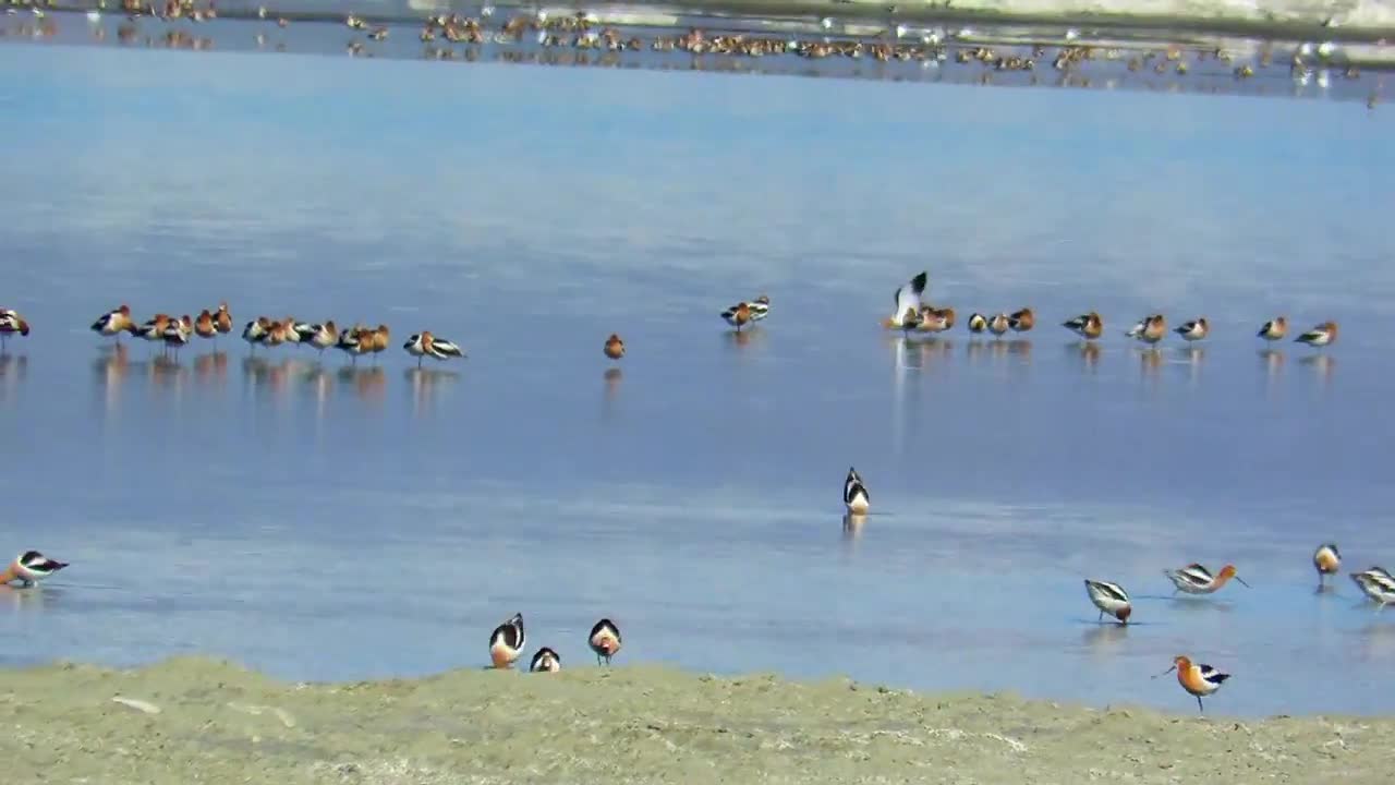 American Avocet Flock Feeding Extravaganza