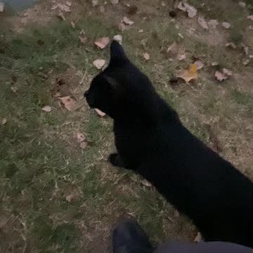 he’s watching bats