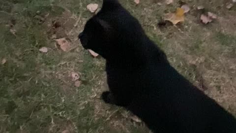 he’s watching bats