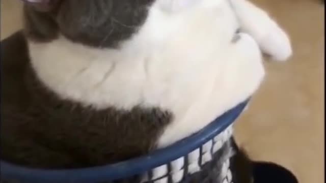 Weight is a woman's secret. Cats who are disgusted with their weight. so cute.