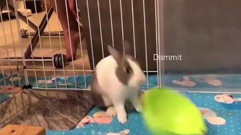 rabbit - you see it empty