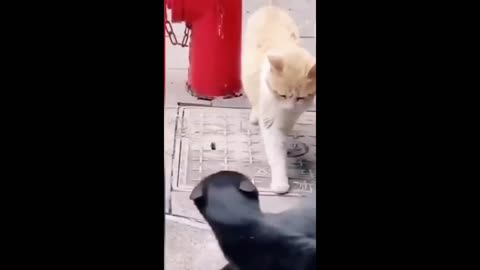 Funny animal videos - Funny cats_dogs - Funny animals