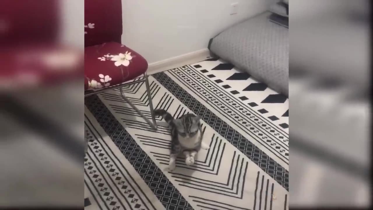 Baby Cats - Cute and Funny Cat Videos Compilation #60 | Aww Animals