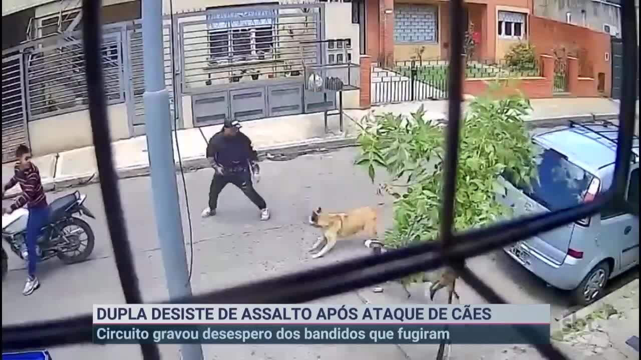 Cachorros de rua partem para cima de bandidos e evitam assalto | Primeiro Impacto (19/10/22)