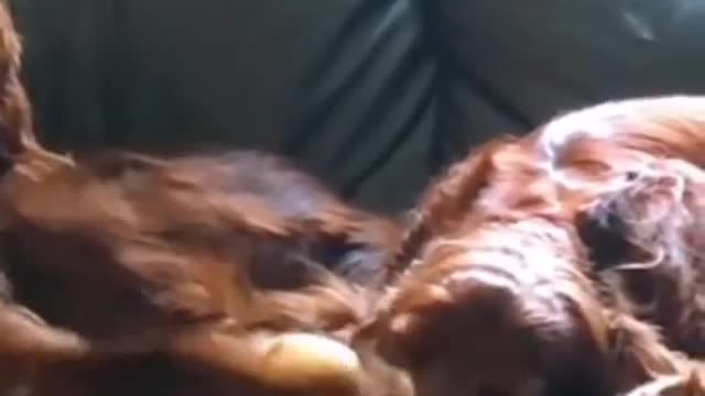 Irish Setter can't stand his snoring brother & slap it