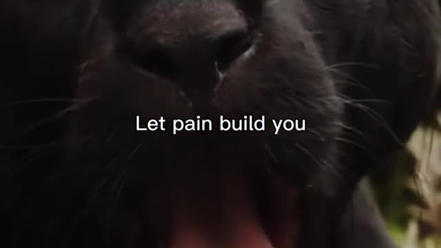 Let Pain Build You