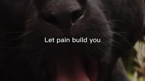 Let Pain Build You