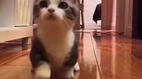 Cute Little Cat Running TikTok vinnythetwister