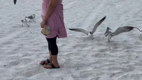 My cousin and beautiful birds hovering over her at Manatee Beach FL USA 🇺🇸