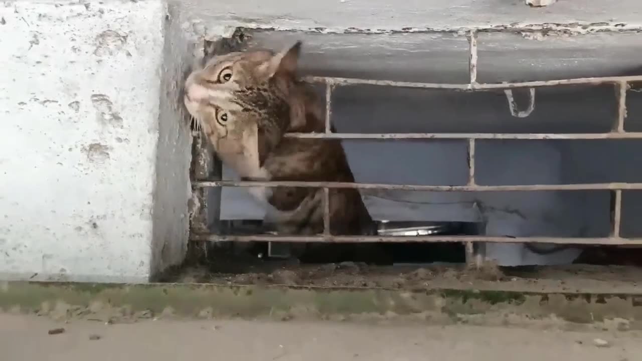 The suffering of the cat will make you cry