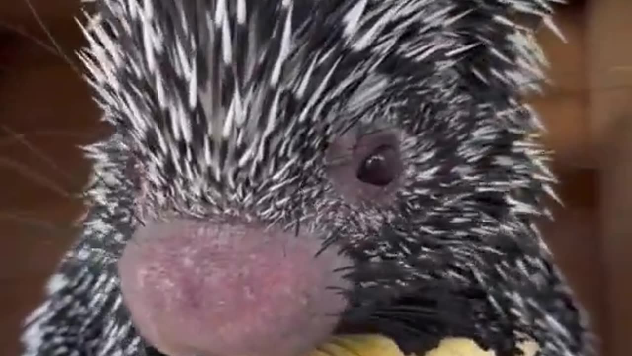 Porcupine eating an apple.. 😊