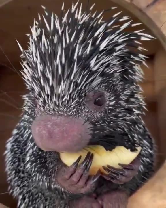 Porcupine eating an apple.. 😊