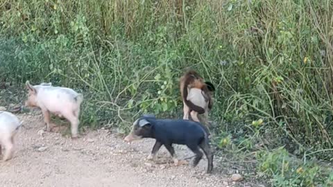 Monkey Rides on Piglet's back