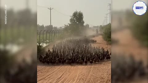 Duck, duck, go! Duck stampede charges down dirt road in Cambodia.