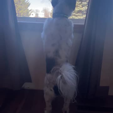 Marble awaiting her new couch