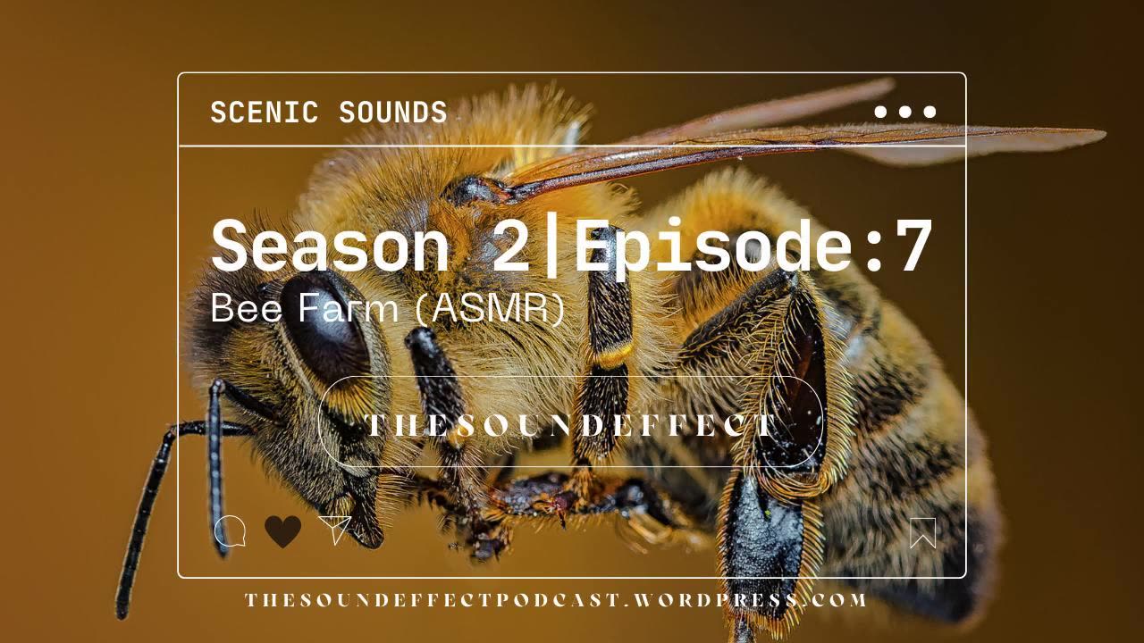 Scenic Sounds | Season 2: Episode: 7 | Bee Farm (ASMR)