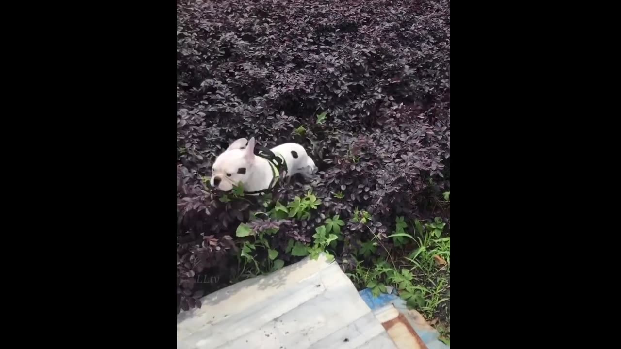 #funnycompitalionmoment#funnymoment#funnyanimalmoment