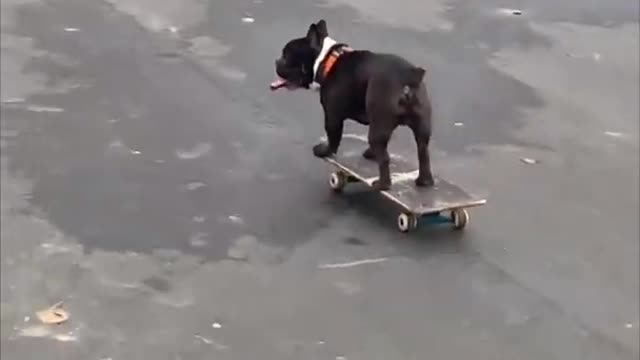 Funny dog skating 🤣🤣🤣