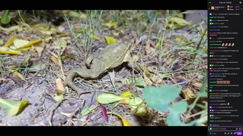 2023-05-01 (1bis) - Crapaud + micro-onde de 1995 - Twitch Decheterie (version avec chat)