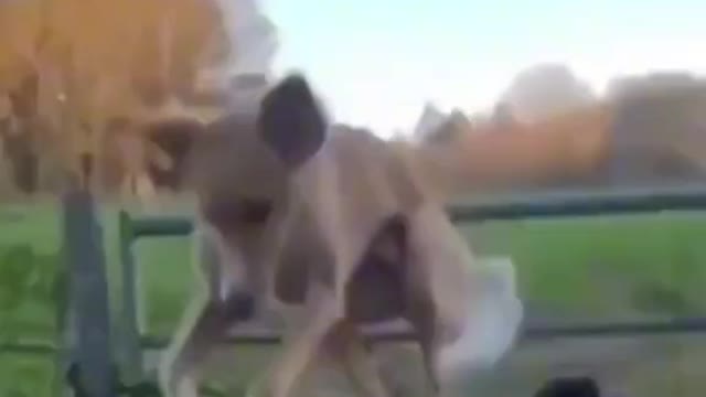 Funny animal videos