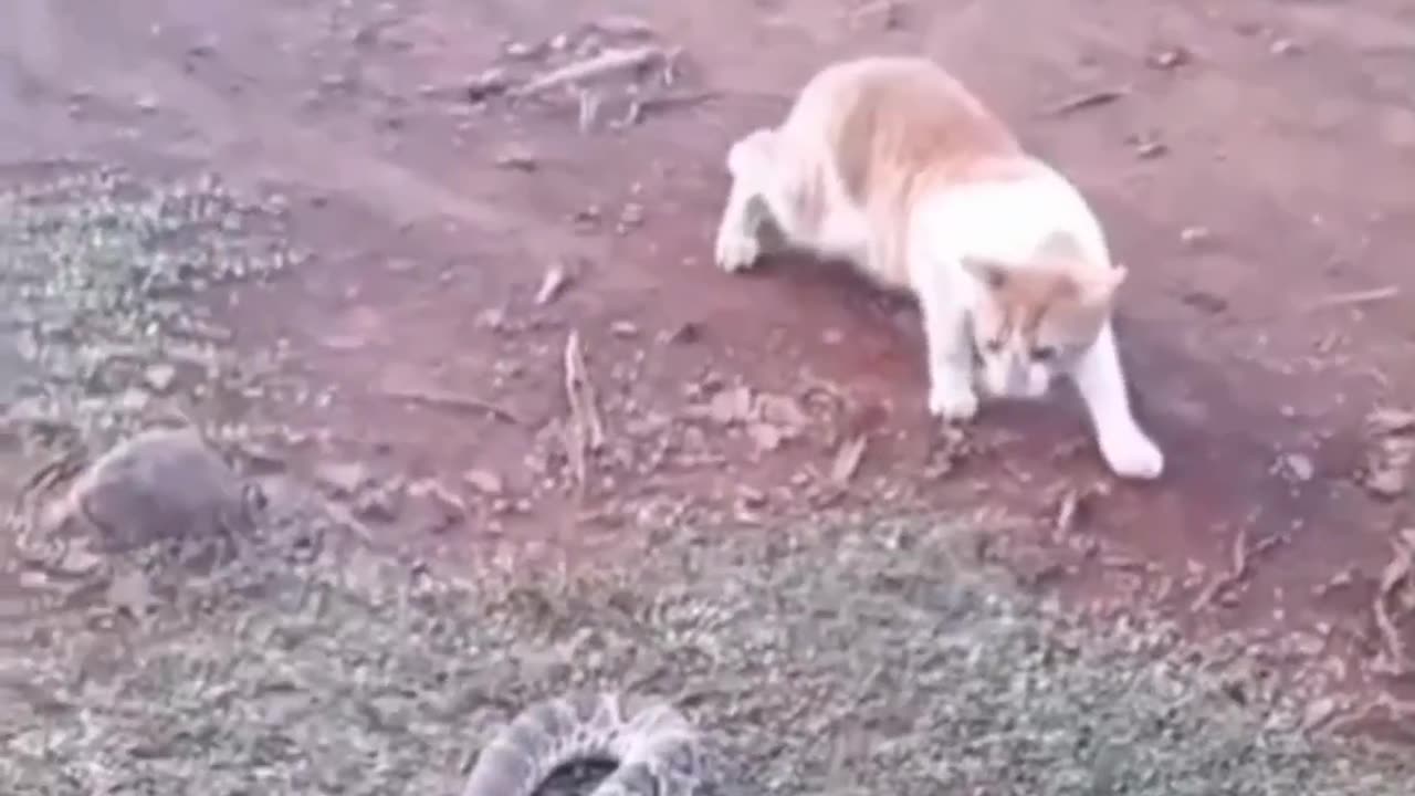 😂😂 Funny animal videos 😂🤣