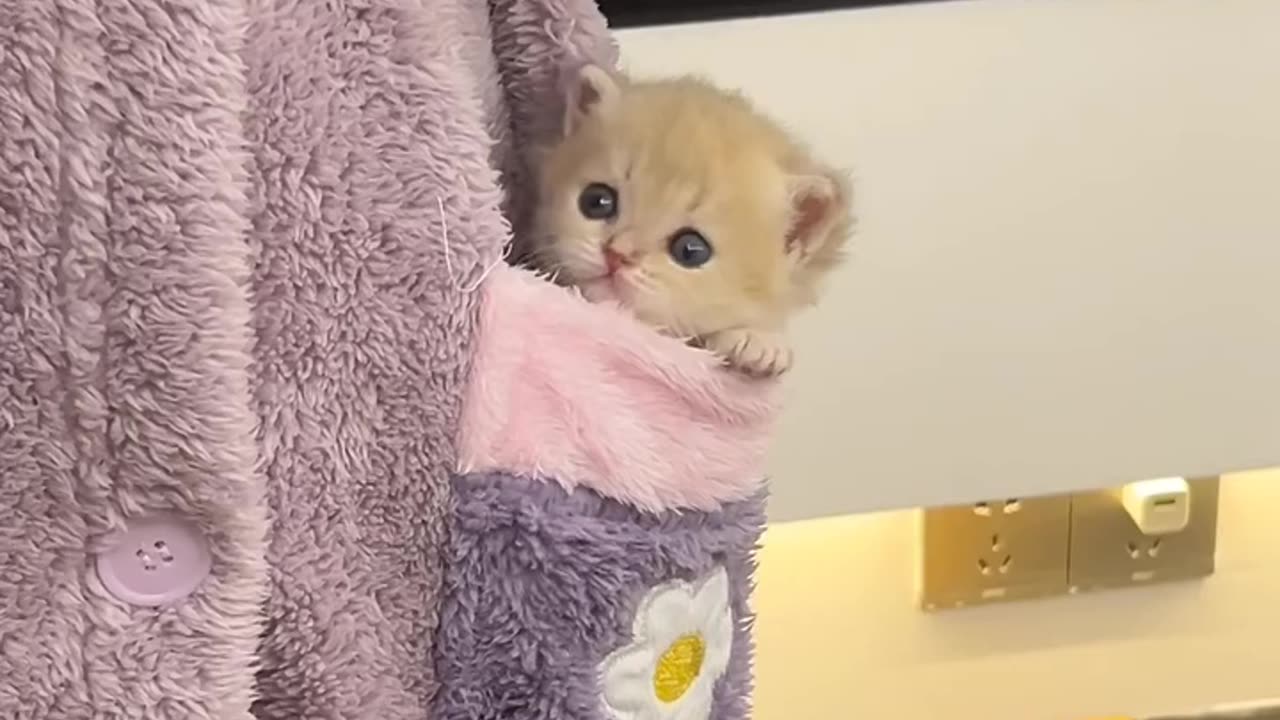 #cat