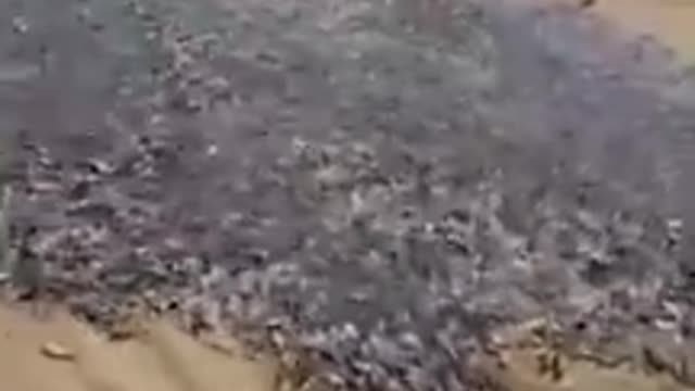 A strange sight for an amazing influx of small fish.