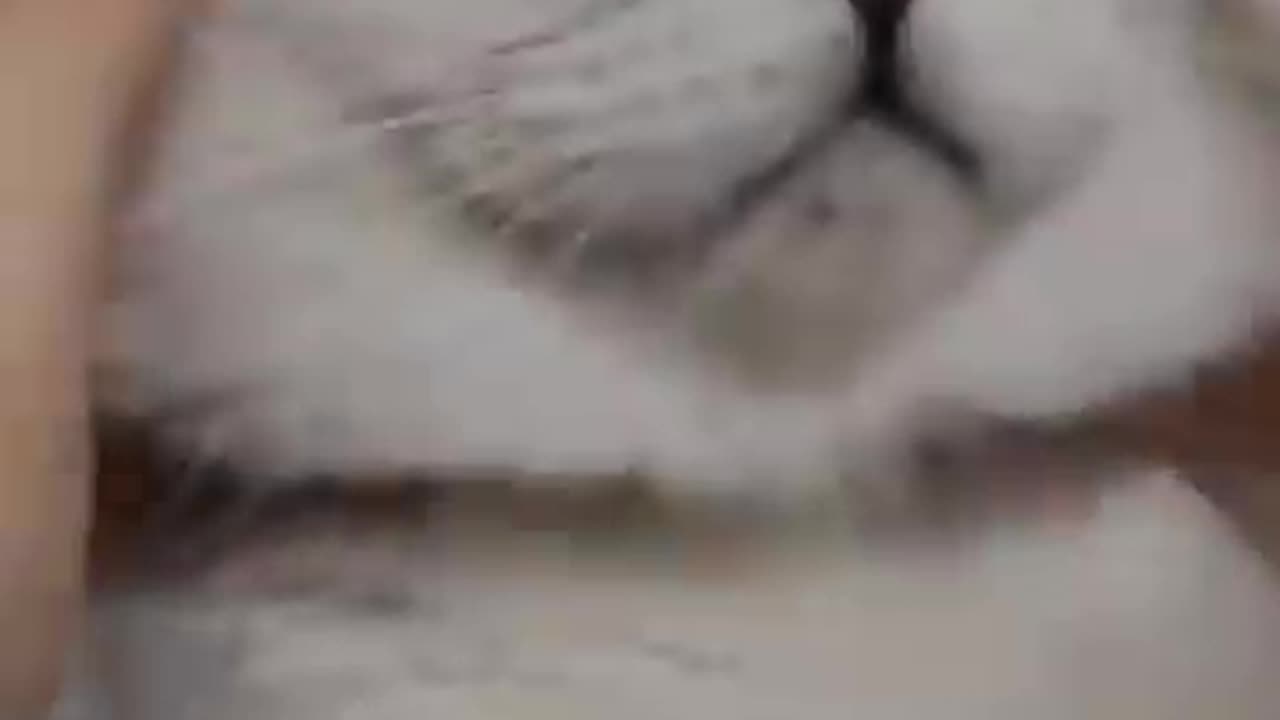 😻Funny cat videos | cute cats | Try not to laugh | Cat videos Compilation #shorts 😺