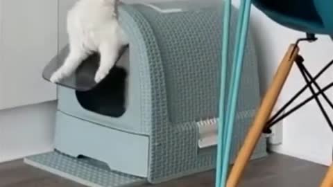 Best Funny Cat Videos That Will Make You Laugh All Day Long