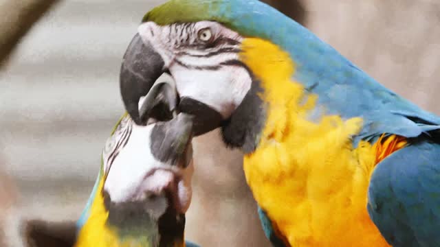 Two Parrots are feeding to each other