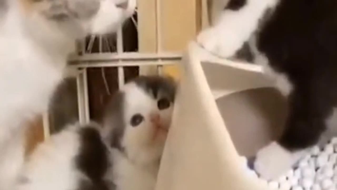Funny Dog And Catš»š¼Fyunnlest Animal 2023