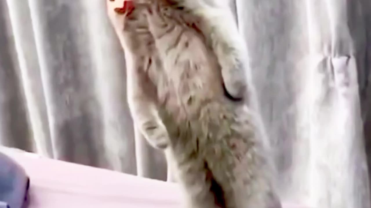 Cute cat reaction