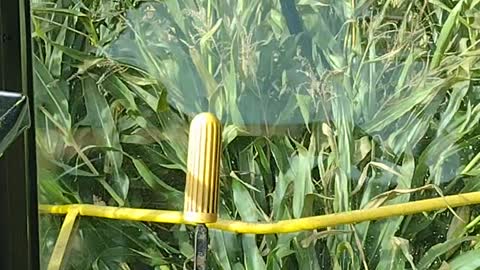 Chopping corn