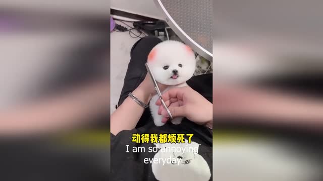 Cute and cute baby dog