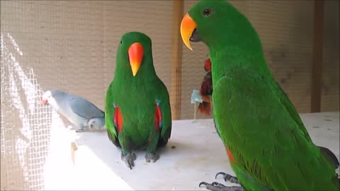 Funny birds parrots talking and singing