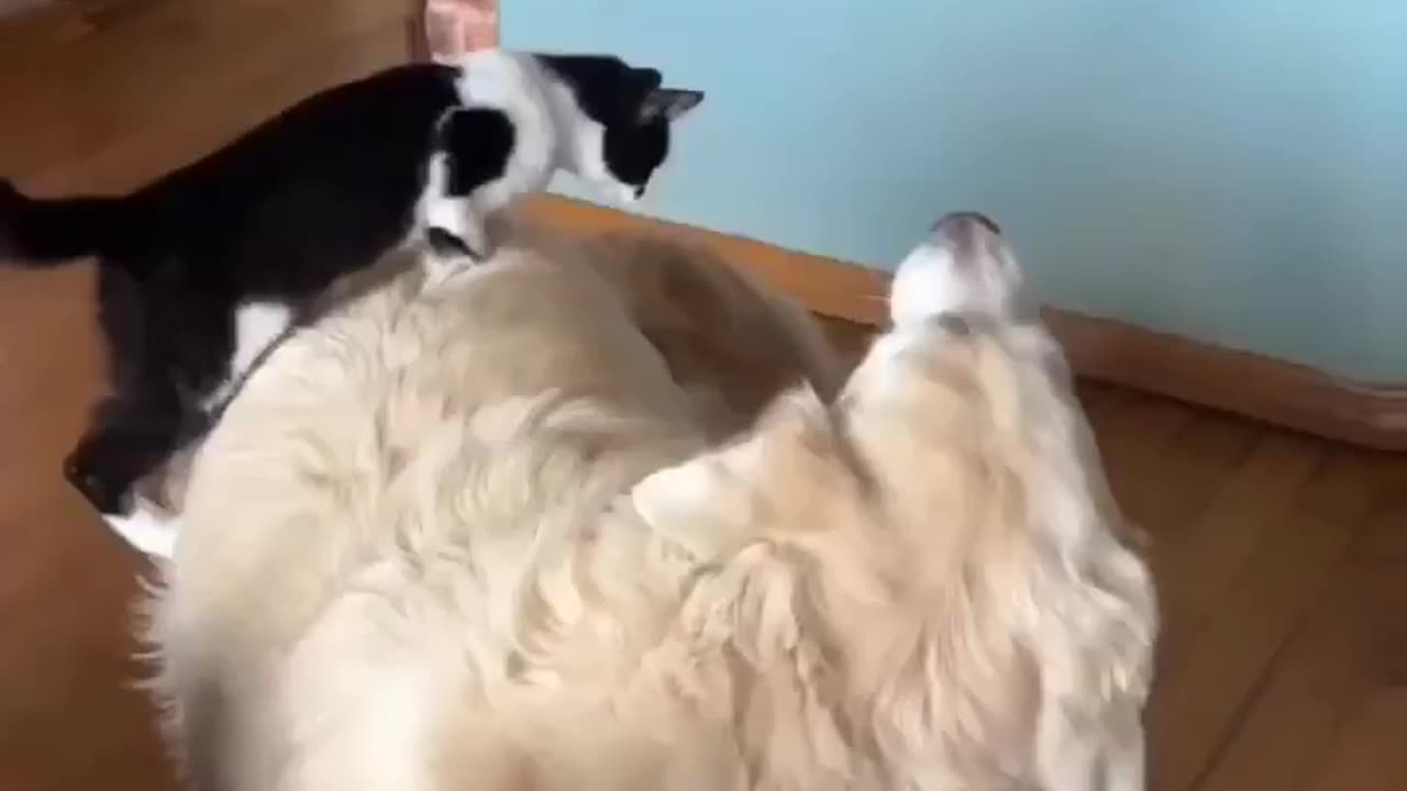 funny animals video clips