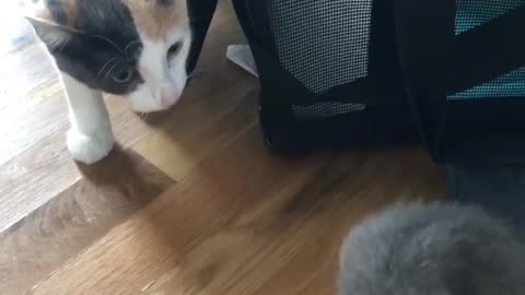 Cat reunites with kitten!