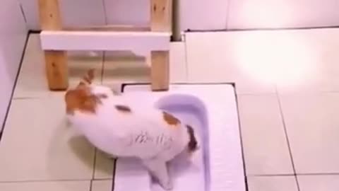 Cat funny video