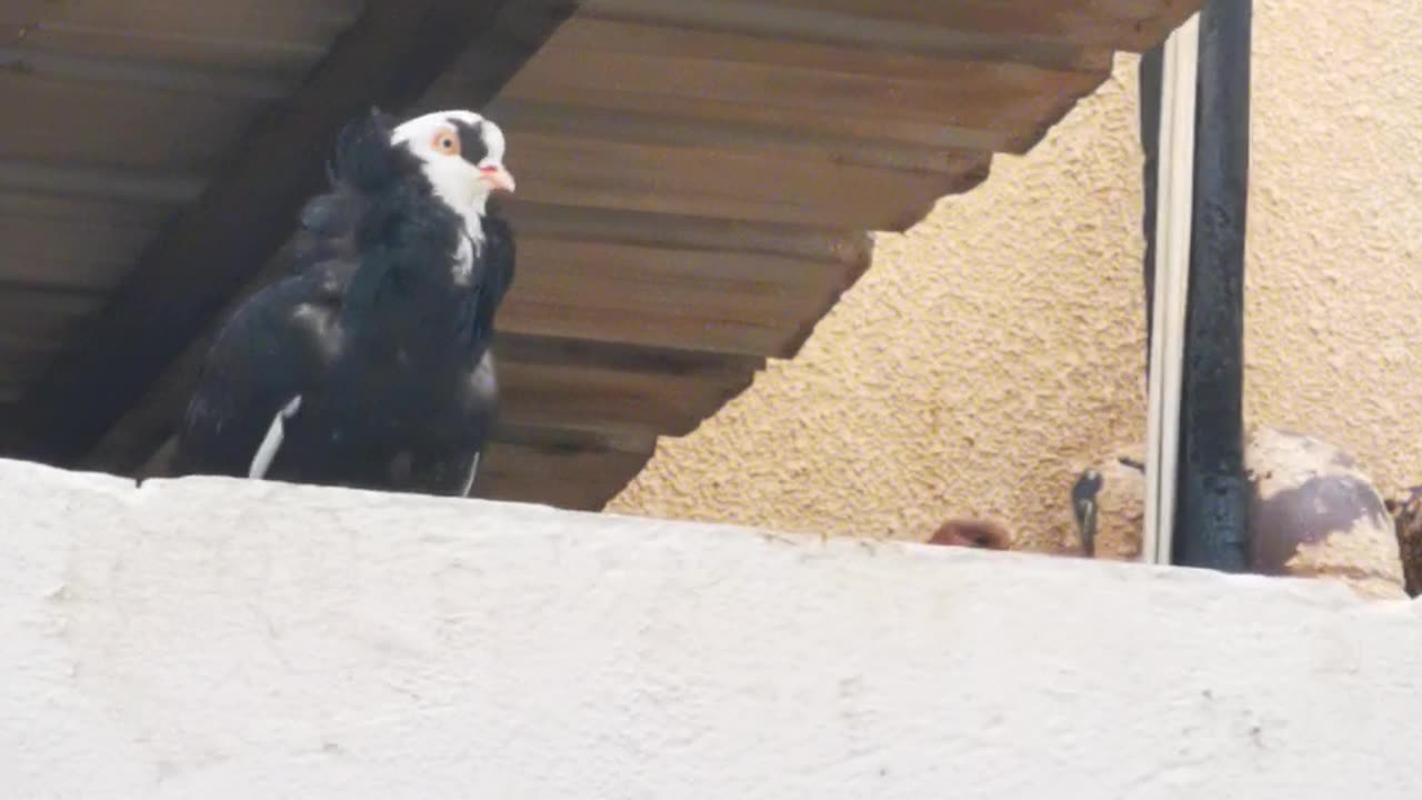 Beautiful Pigeons white And black Shade